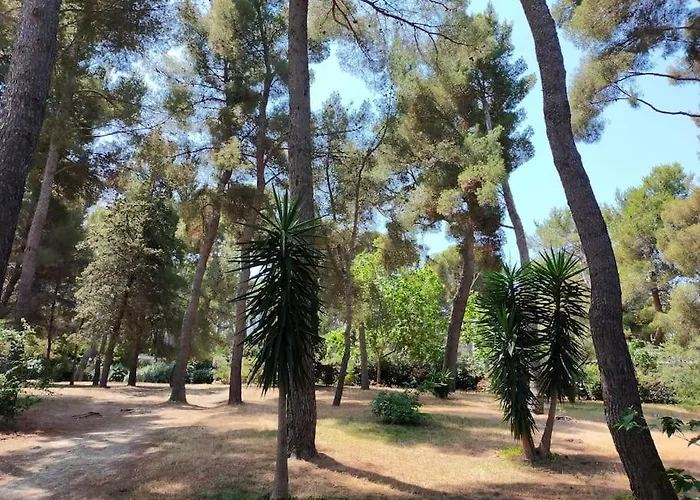 Cigalou Sous Les Pins