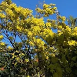 A L\'Ombre Du Platane