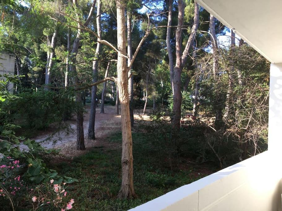 Cigalou Sous Les Pins *