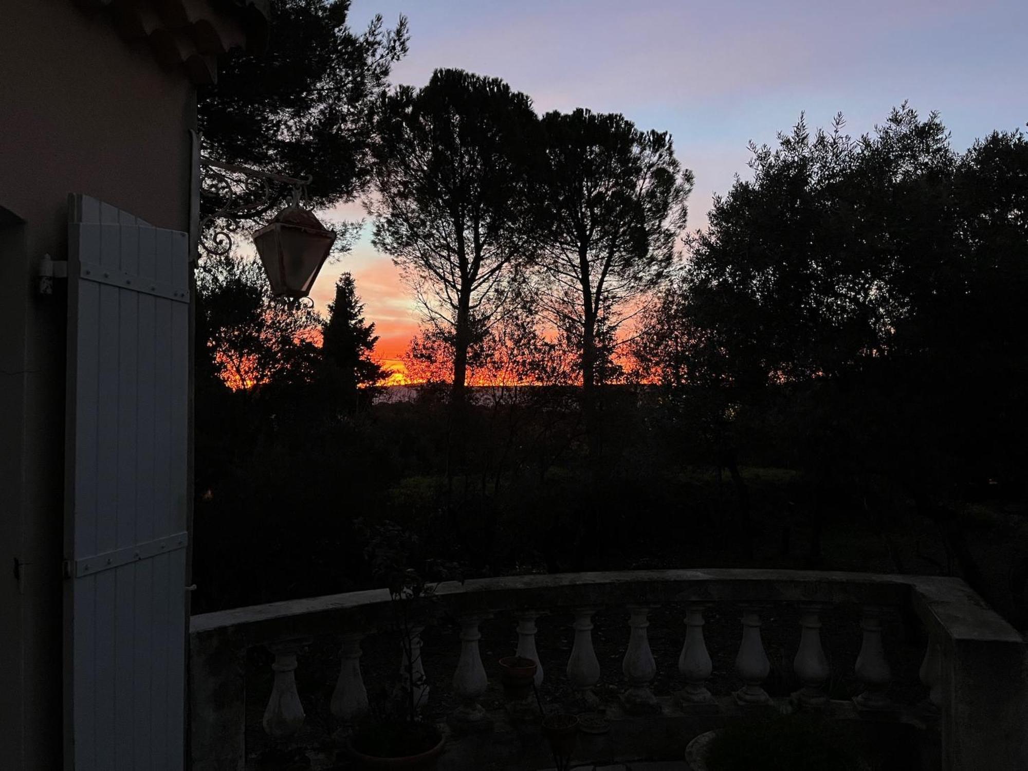 Grand Cedre *