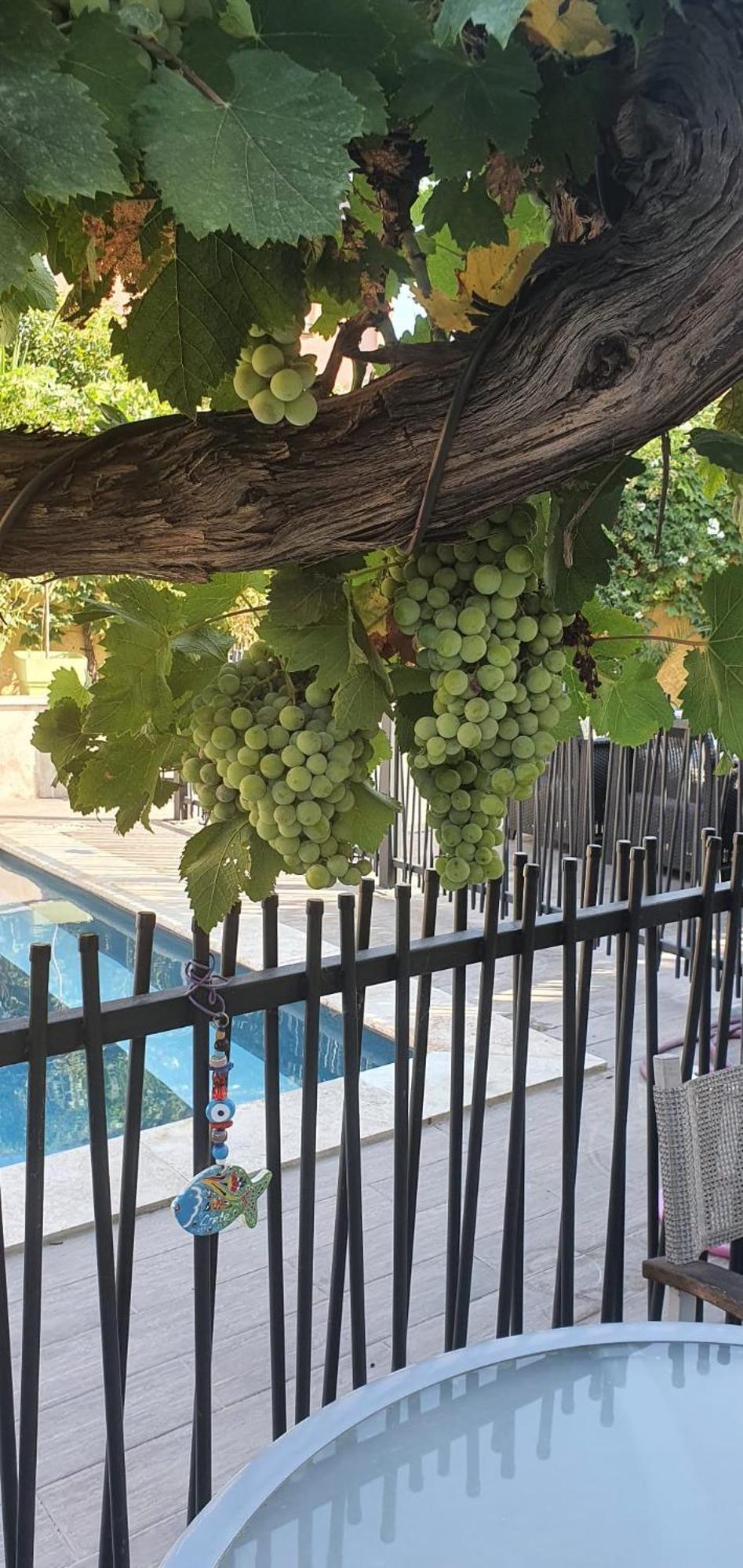 La Maison Provencale Avec Piscine * Marseille