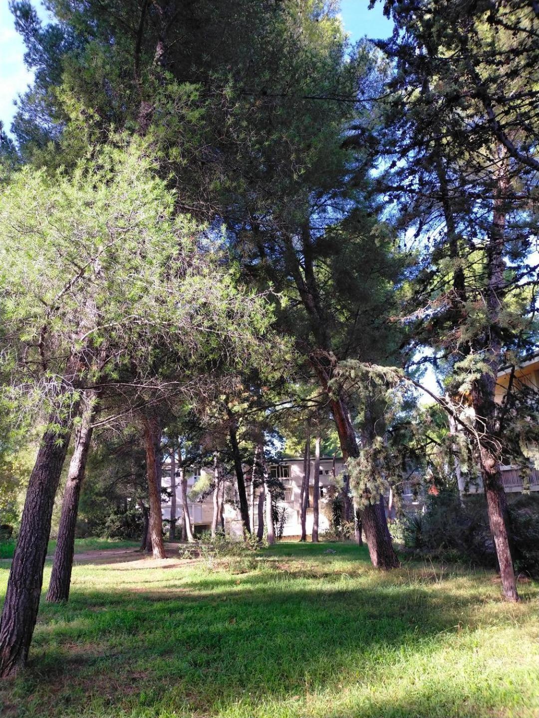 Cigalou Sous Les Pins * Marseilles