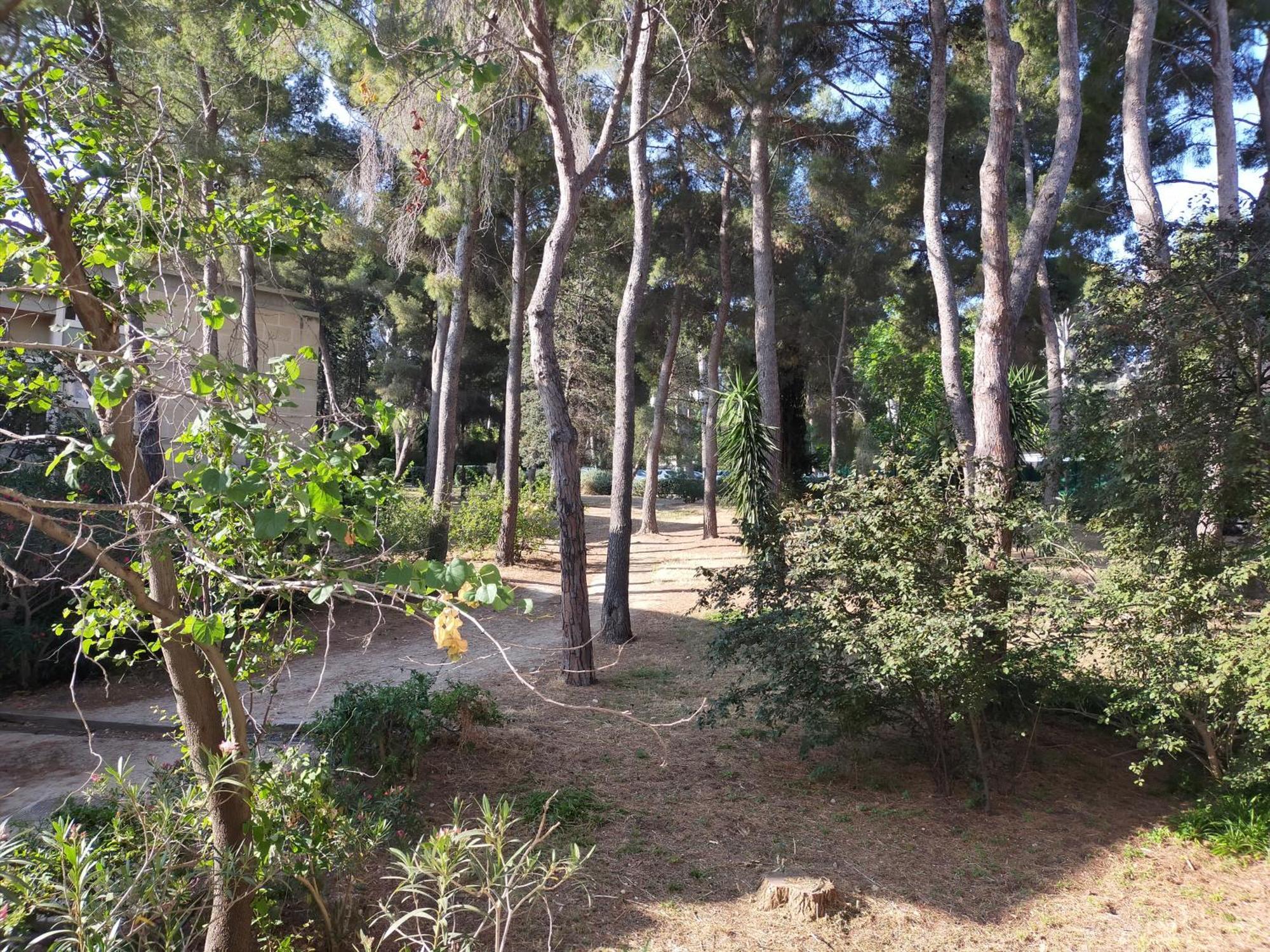 Cigalou Sous Les Pins Marseilles