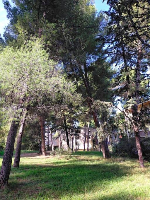Cigalou Sous Les Pins * Marseille